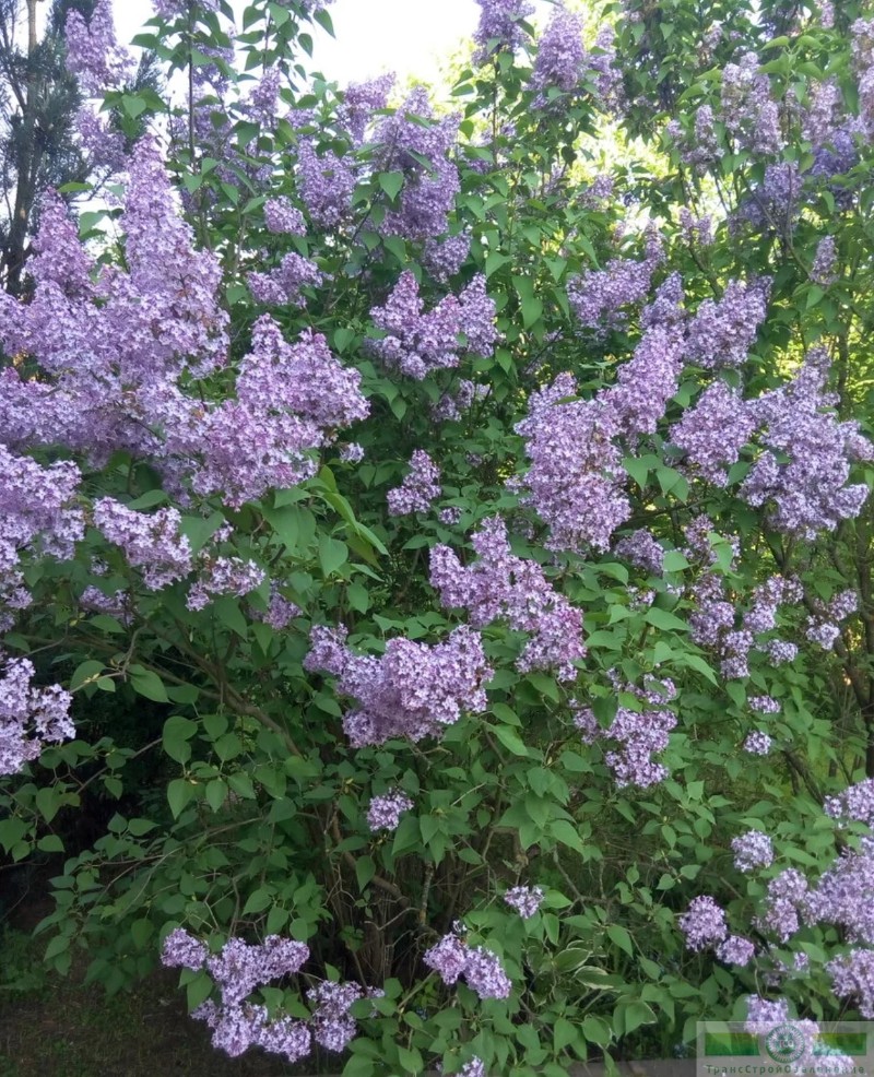 фото Сирень обыкновенная (Syringa vulgaris)