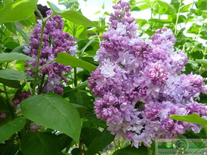 фото Сирень обыкновенная 