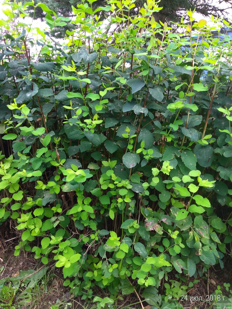 фото Снежноягодник белый