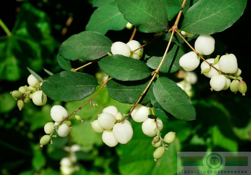 фото Снежноягодник белый