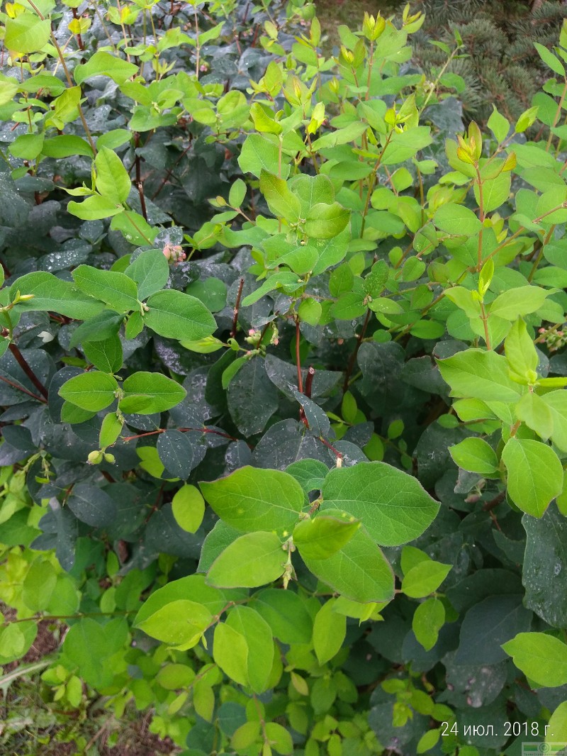 фото Снежноягодник белый