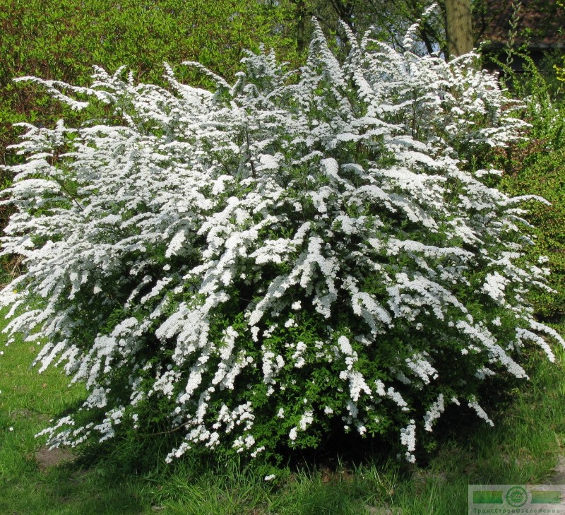 фото Спирея Аргута (Spiraea arguta)