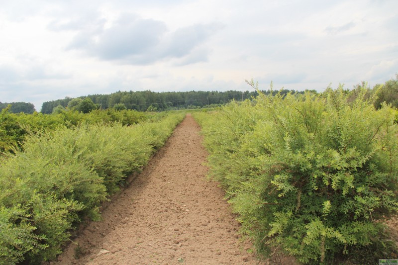 фото Спирея Аргута (Spiraea arguta)