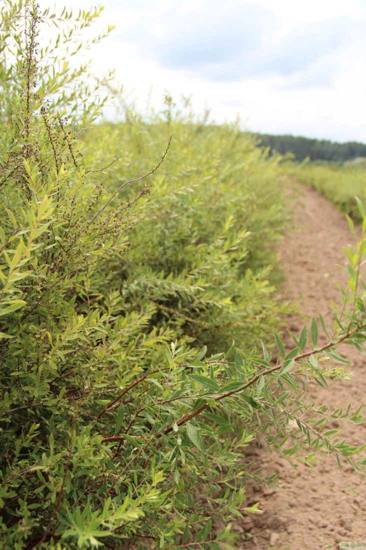 фото Спирея Аргута (Spiraea arguta)