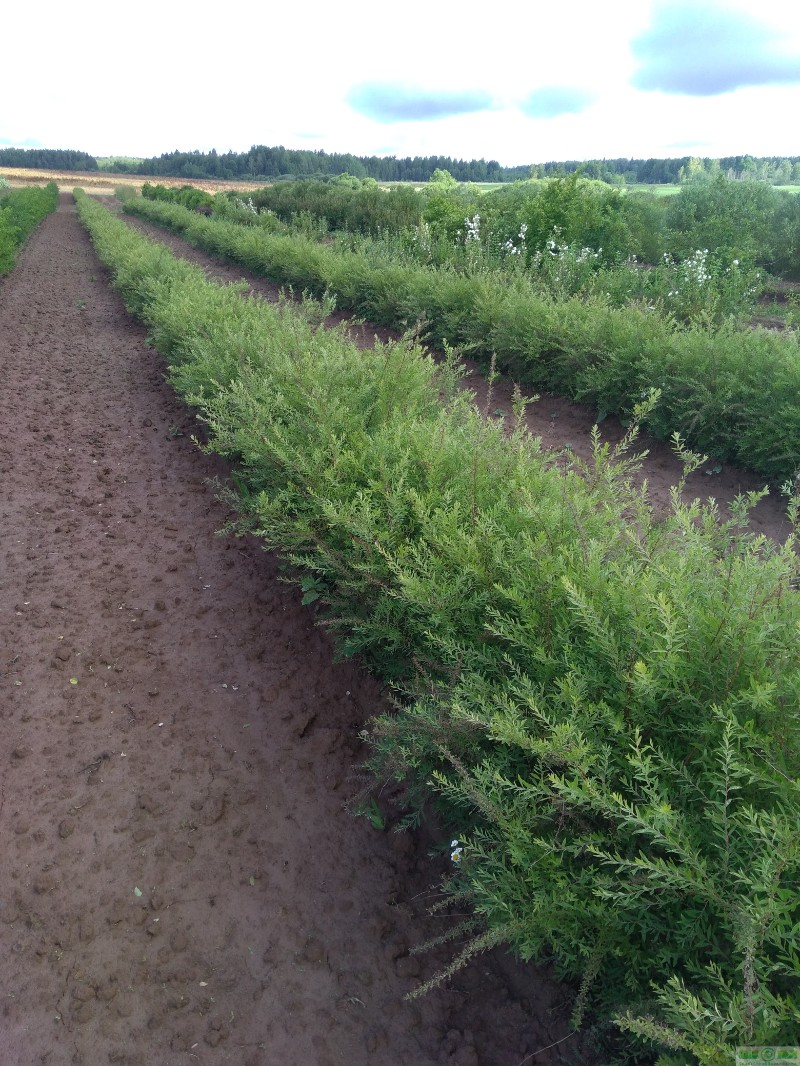 фото Спирея Аргута (Spiraea arguta)