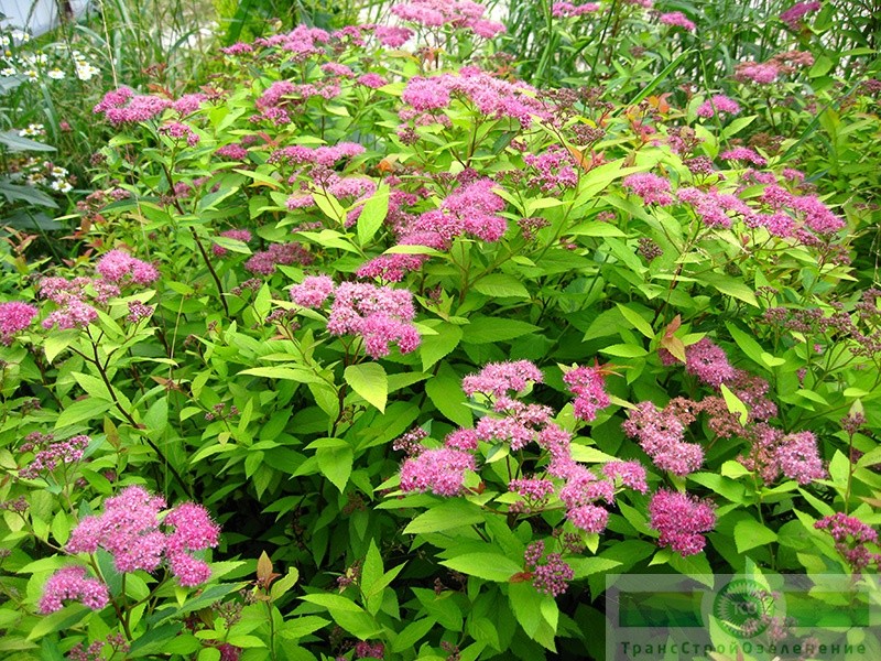 фото Спирея Бумальда 