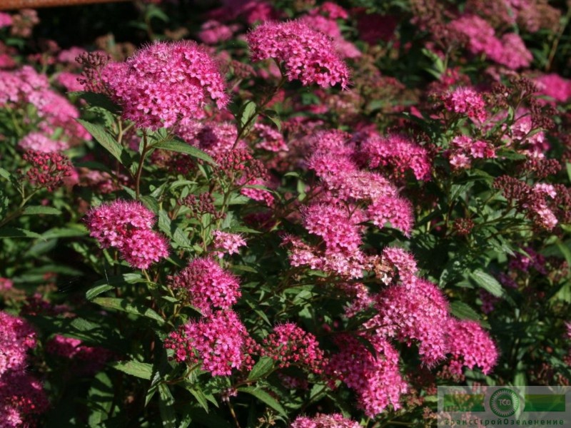 фото Спирея Бумальда 