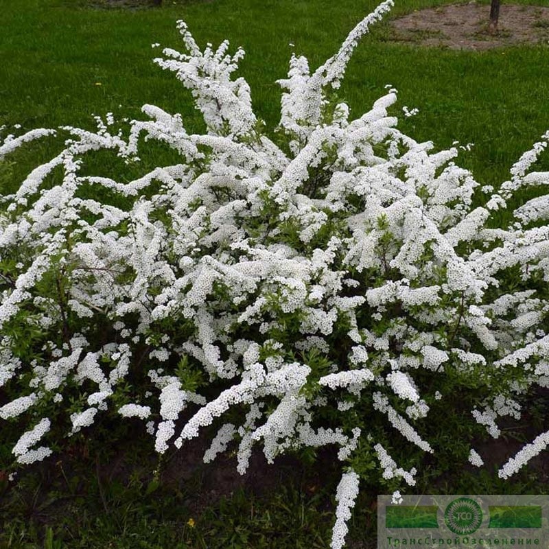 фото Спирея Вангутта
