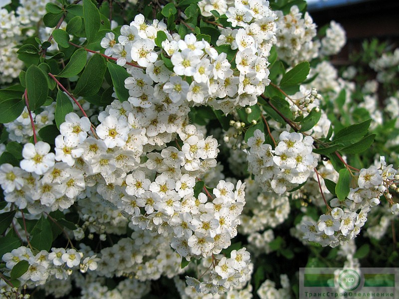 фото Спирея Вангутта