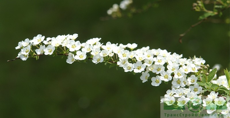 фото Спирея Вангутта