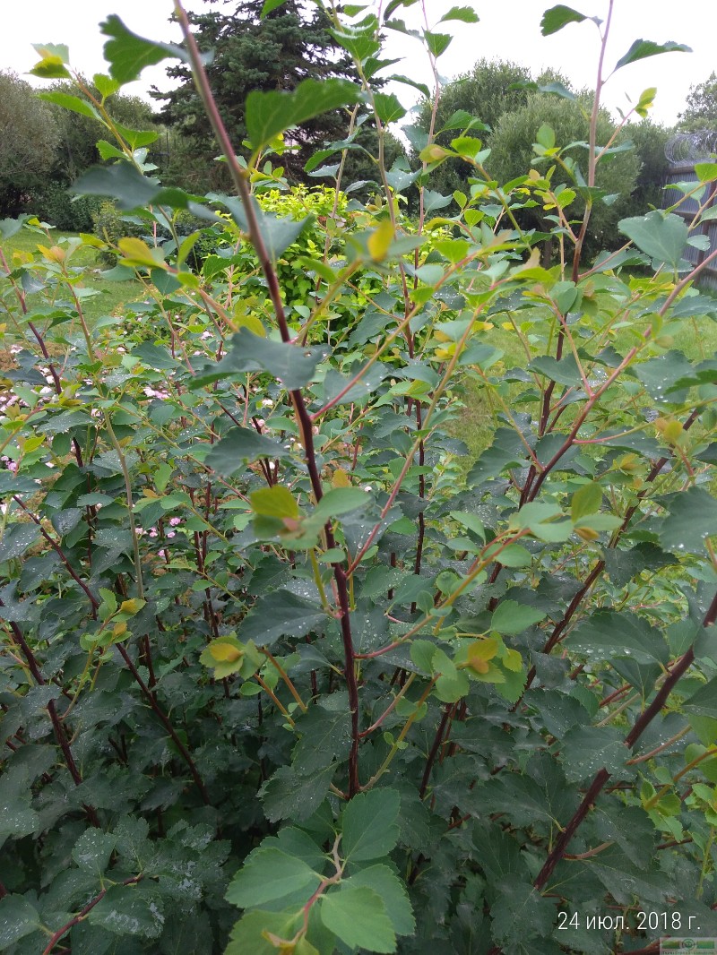 фото Спирея Вангутта