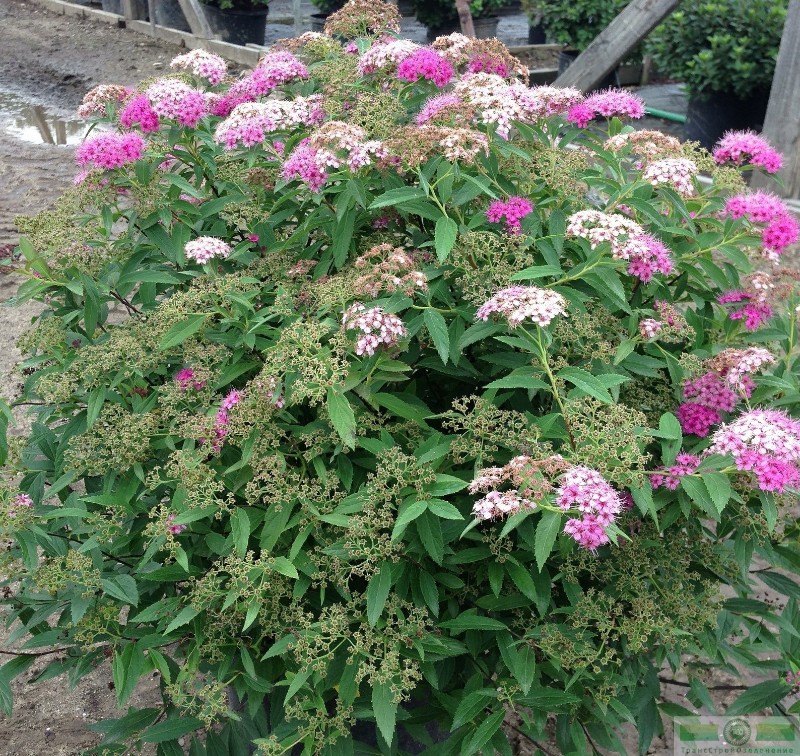 фото Спирея японская «Дженпей/Широбана» (Spiraea japonica «Genpei/ Shirobana»)