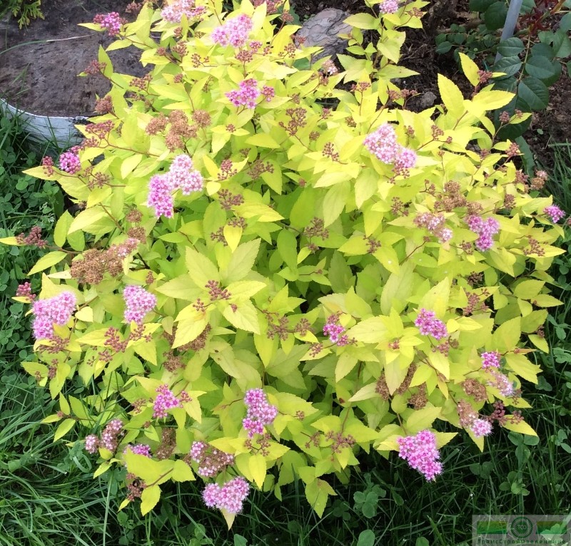 фото Спирея японская «Голд Маунт» (Spiraea japonica «Goldmound»)
