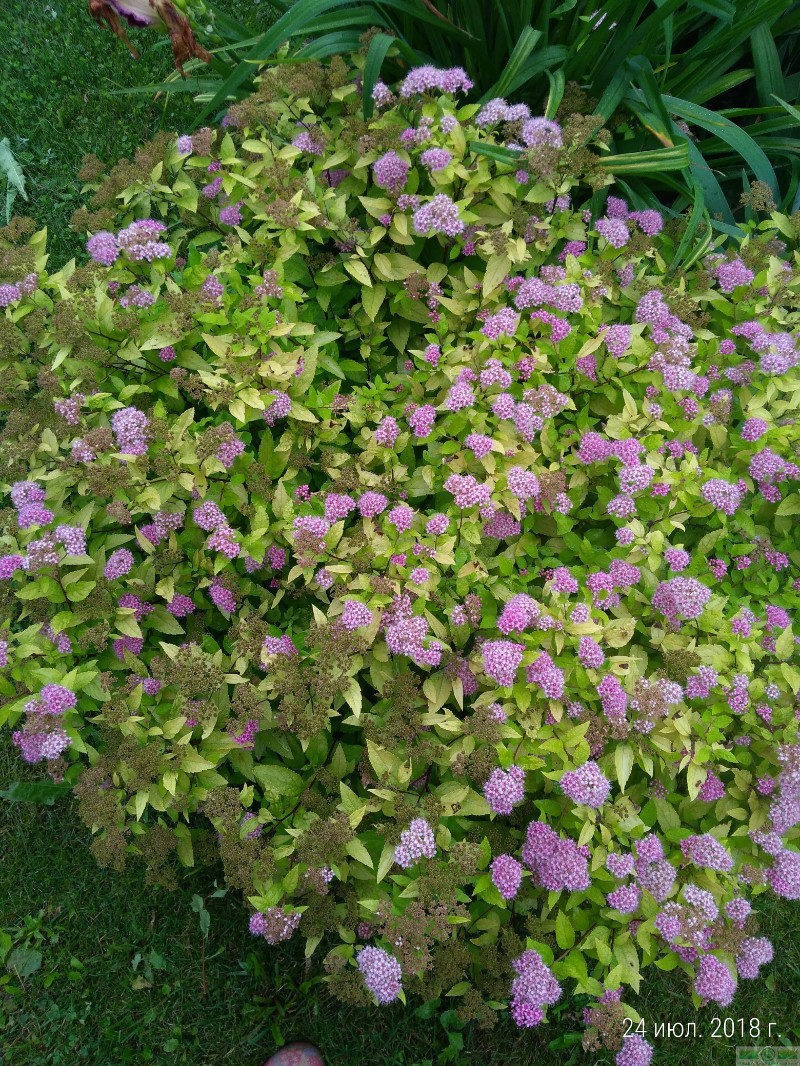 фото Спирея японская «Голден Принцесс» (Spiraea japonica «Golden Princess»)