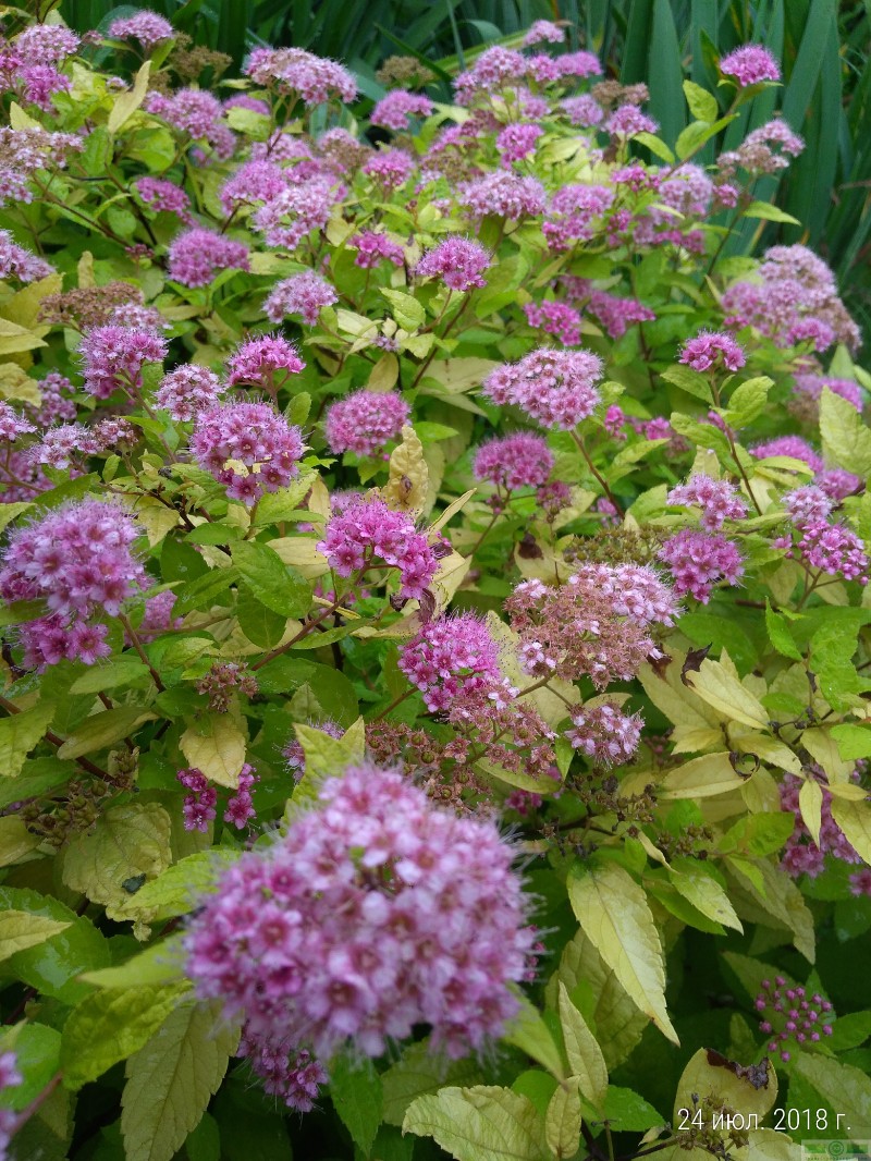 фото Спирея японская «Голден Принцесс» (Spiraea japonica «Golden Princess»)