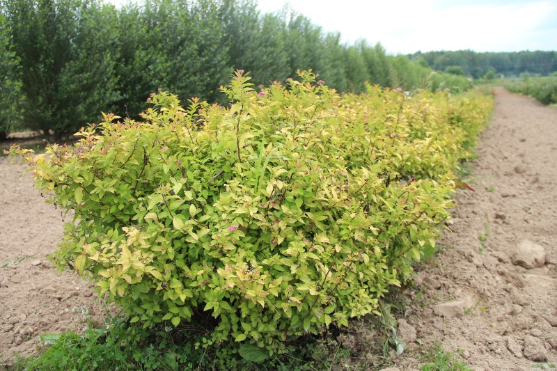 фото Спирея японская 