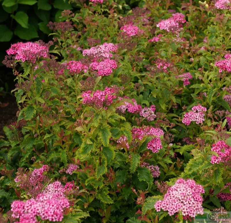 фото Спирея японская «Криспа» (Spiraea japonica «Crispa»)