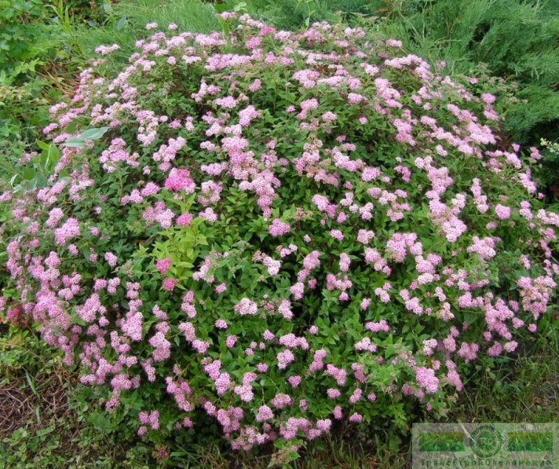 фото Спирея японская «Литтл Принцесс» (Spiraea japonica «Little Princess»)