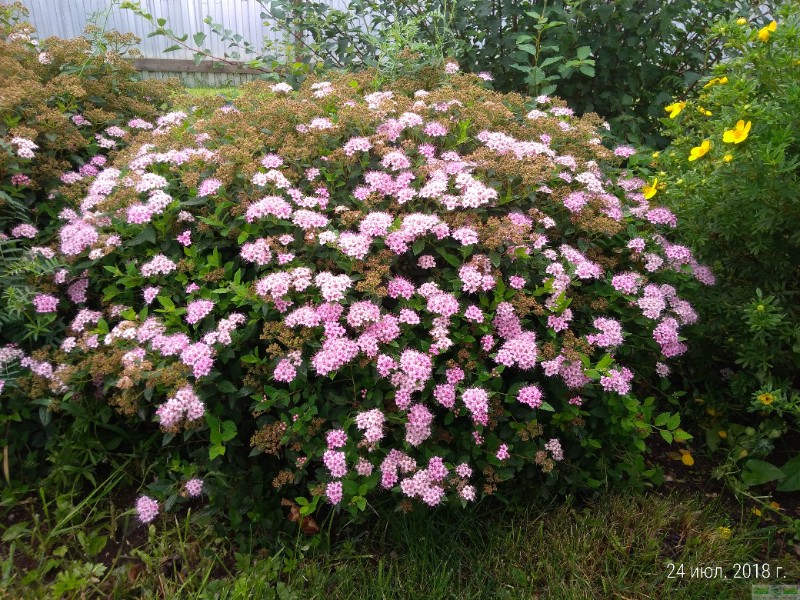 фото Спирея японская «Литтл Принцесс» (Spiraea japonica «Little Princess»)
