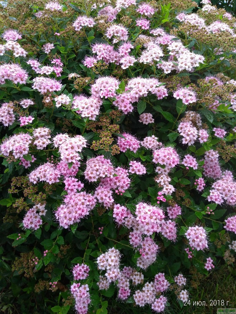 фото Спирея японская «Литтл Принцесс» (Spiraea japonica «Little Princess»)