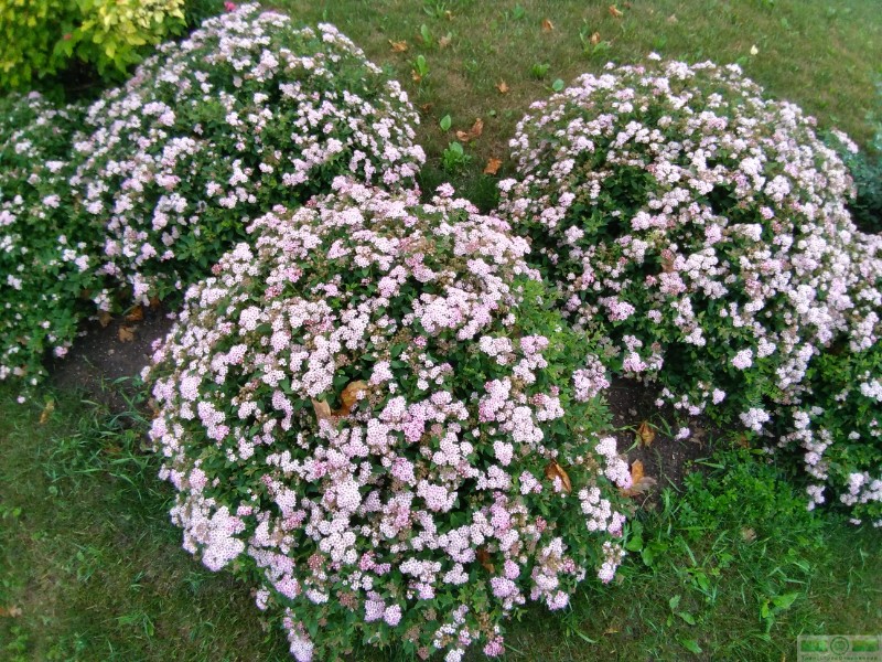 фото Спирея японская «Литтл Принцесс» (Spiraea japonica «Little Princess»)
