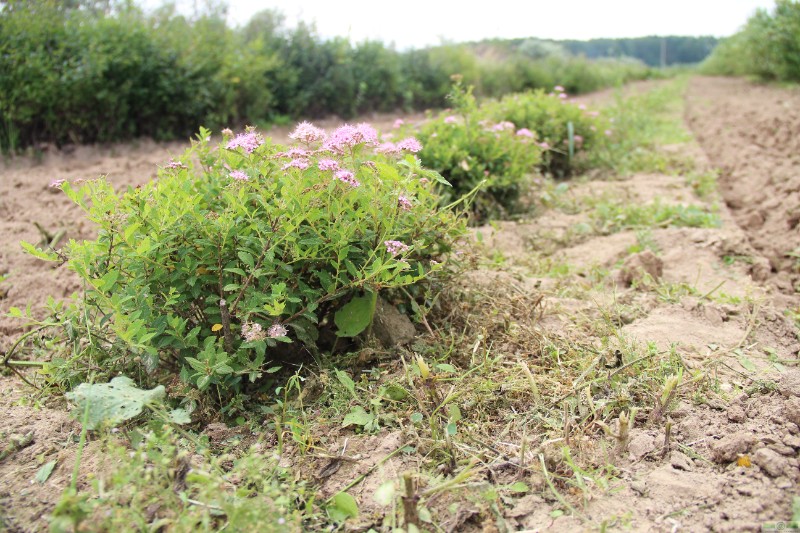 фото Спирея японская «Литтл Принцесс» (Spiraea japonica «Little Princess»)