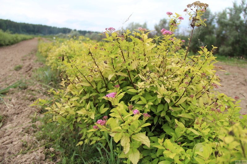 фото Спирея японская «Литтл Принцесс» (Spiraea japonica «Little Princess»)