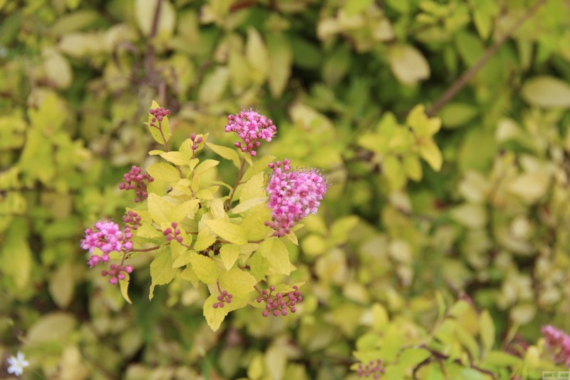 фото Спирея японская «Литтл Принцесс» (Spiraea japonica «Little Princess»)
