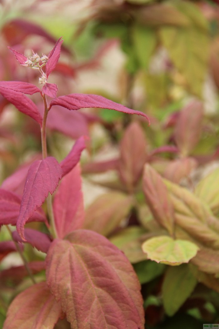 фото Спирея японская  