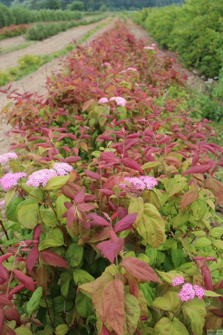 фото Спирея японская  