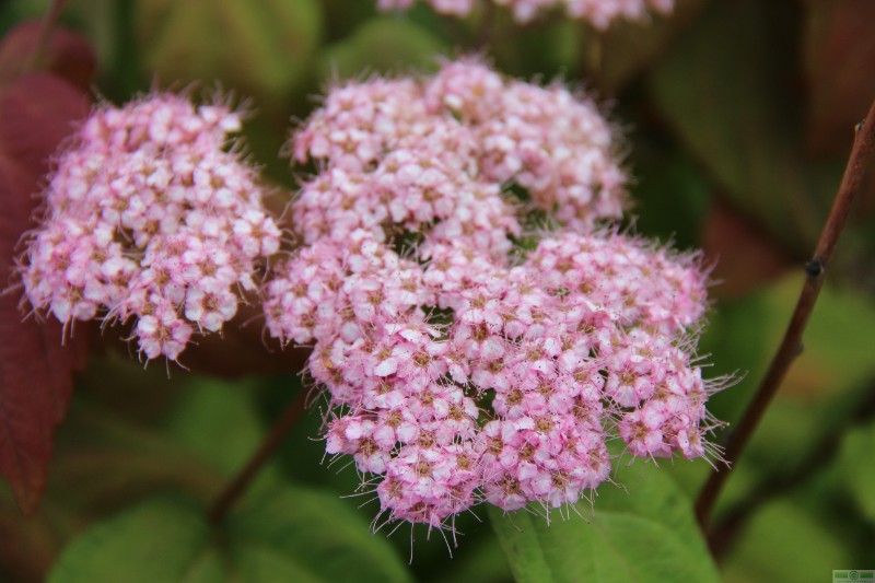 фото Спирея японская  