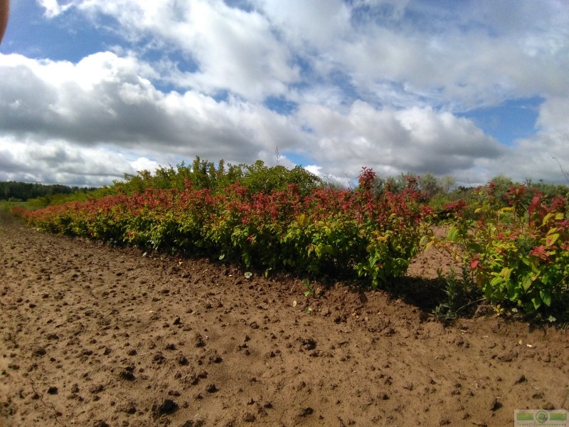 фото Спирея японская  