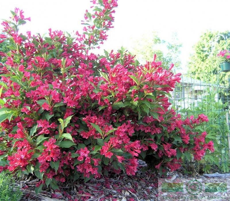 фото Вейгела красная «Румба» (Weigela florida «Rumba»)