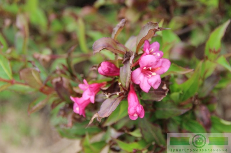 фото Вейгела красная «Румба» (Weigela florida «Rumba»)