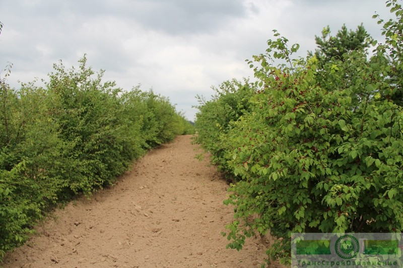 фото Жимолость лесная