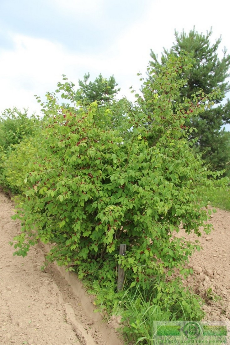 фото Жимолость лесная