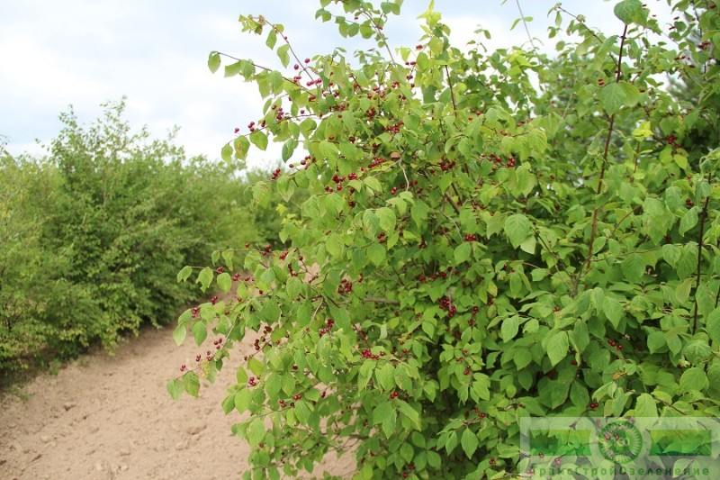 фото Жимолость лесная