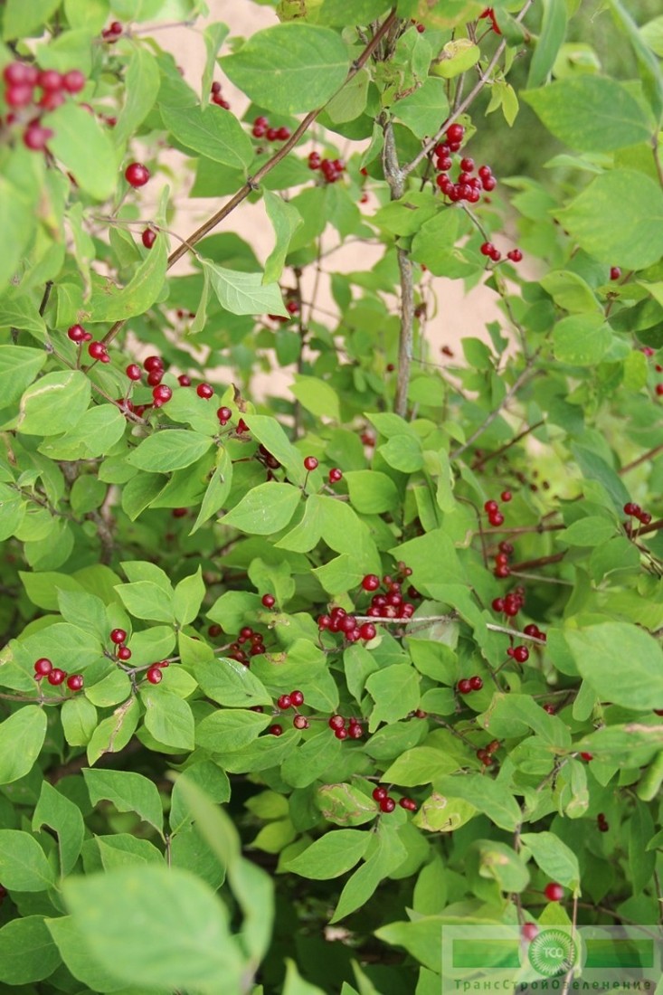 фото Жимолость лесная