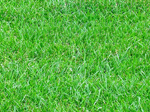 Доставка рулонного газона