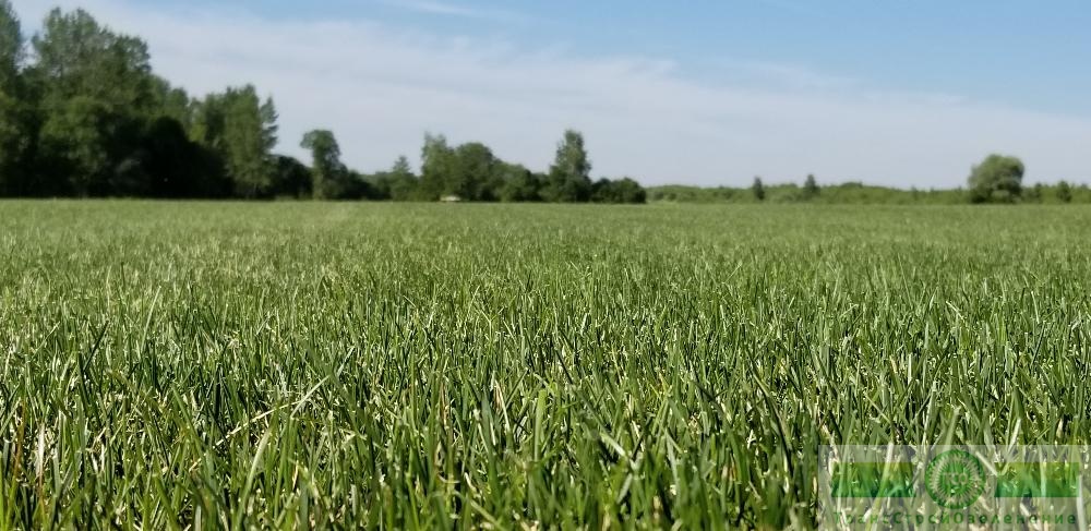 фото Элитный газон