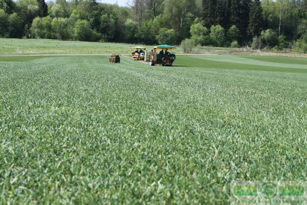 фото Элитный газон