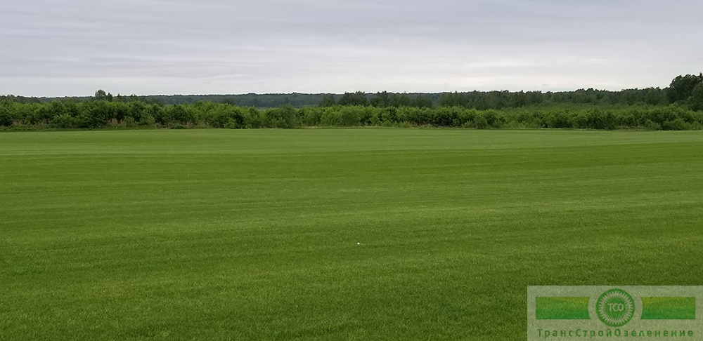 фото Городской газон