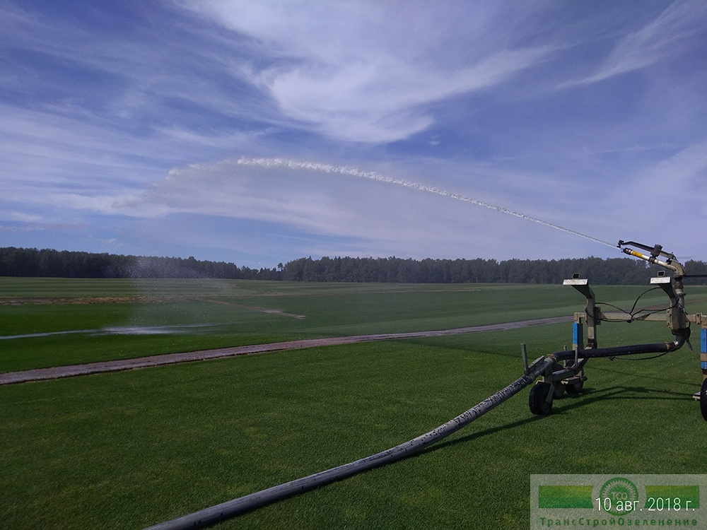 фото Технология производства газона