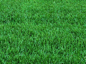 Покупка рулонного газона в Москве