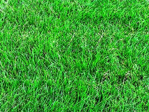 Рулонный газон под ключ