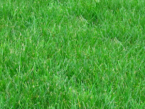 Цены на рулонный газон