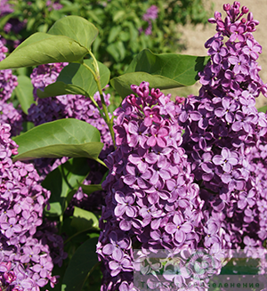 Декоративные растения