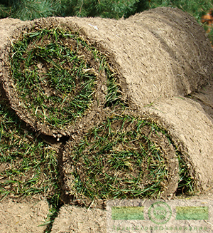 Рулонные газоны